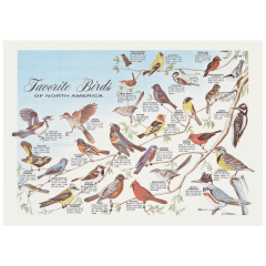 10 in x 14 in Favorite Birds Paper Placemats 1000 ct.